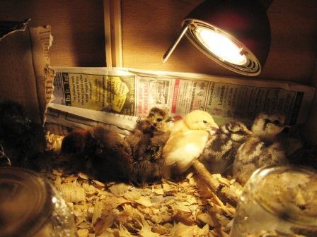 10145_random_new_chicks_jan2009_054.jpg