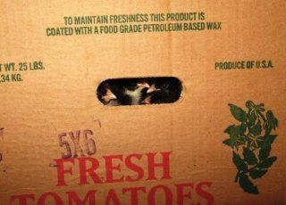 10145_tomato_box.jpg