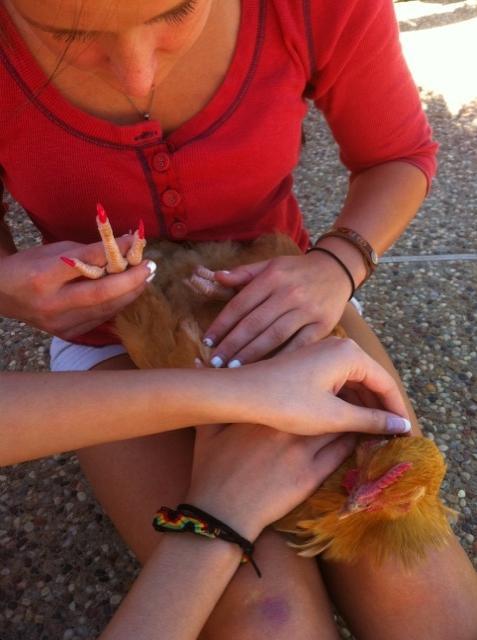 101482_chicken_nails_2.jpg