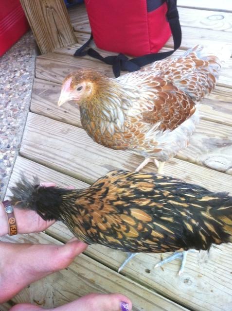 101482_chickens_new3.jpg