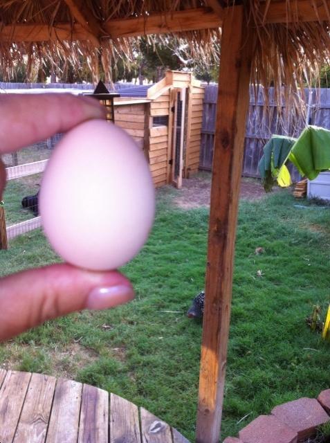 101482_egg_1st_real.jpg
