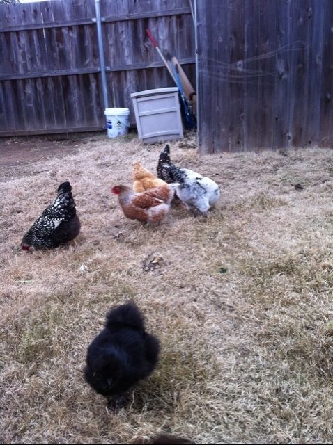 101482_show_chickens_2.jpg