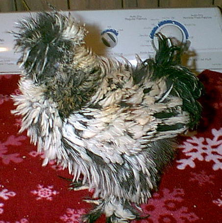 10148_sizzle_chicks_3mos006.jpg