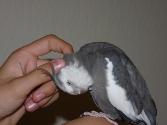 101496_anis_preening_time_005.jpg
