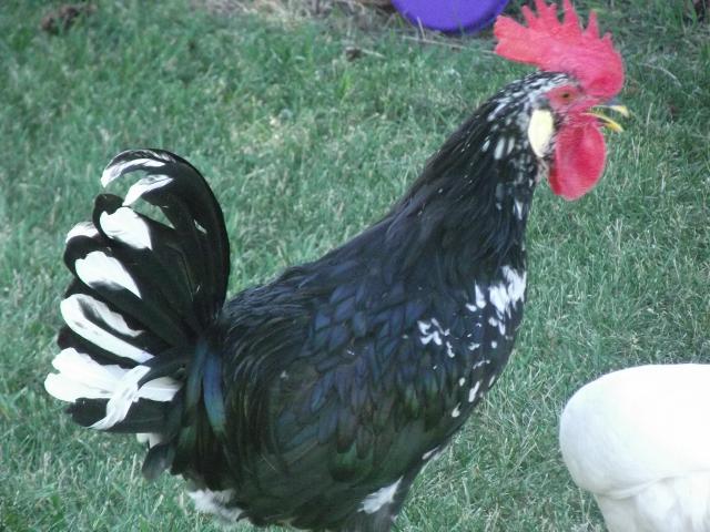101574_chickens_july_16_11_001.jpg