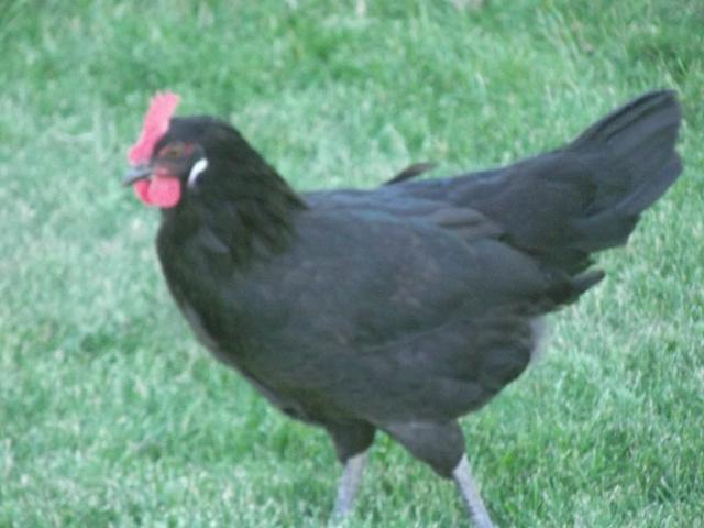 101574_chickens_july_16_11_003.jpg