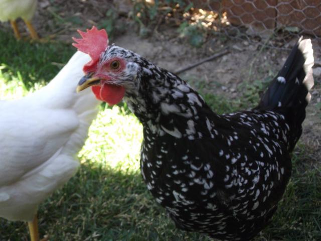 101574_chickens_july_16_11_018.jpg