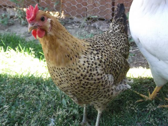 101574_chickens_july_16_11_026.jpg
