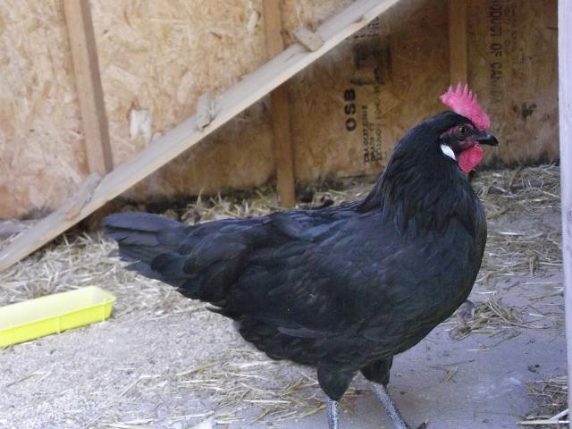 101574_chickens_july_16_11_027.jpg