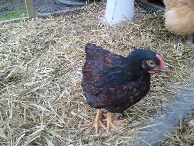 101583_2011-10-11_081330.jpg
