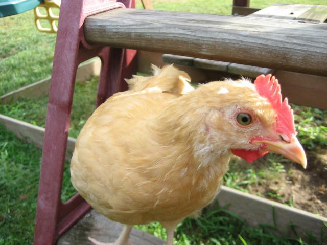 101587_img_0558.jpg