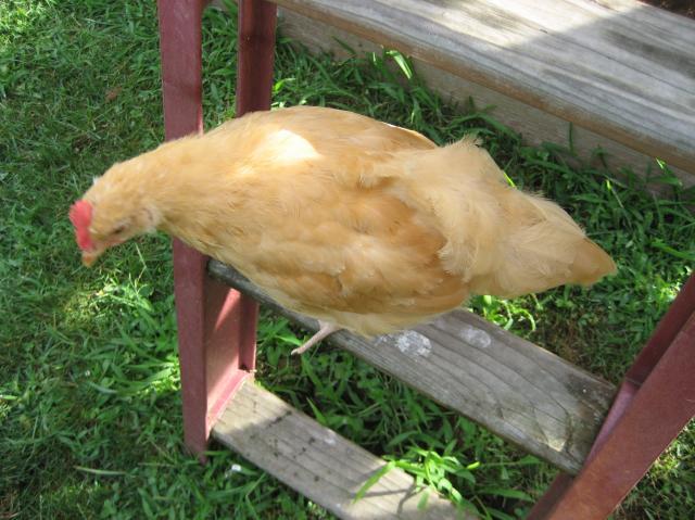 101587_img_0561.jpg