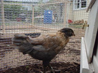 10167_p5100027.jpg