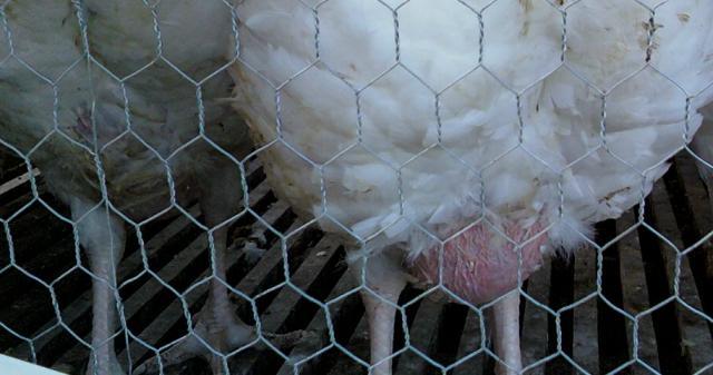 10171_turkeys_ball_2.jpg