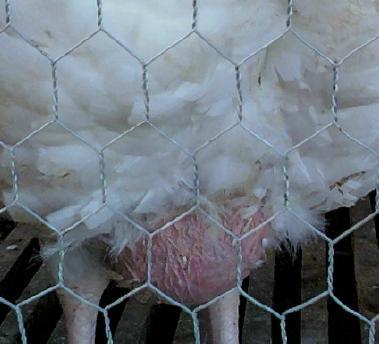 10171_turkeys_ball_3.jpg