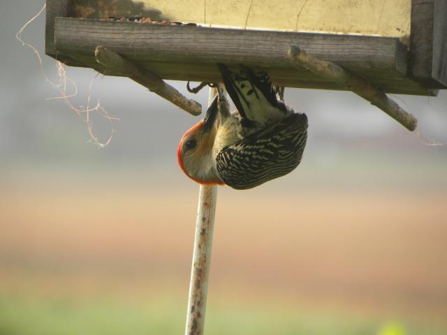101739_woodpecker.jpg