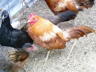 10175_2004-01-14_birds_and_pigs_008.jpg
