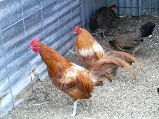 10175_2004-01-14_birds_and_pigs_010.jpg