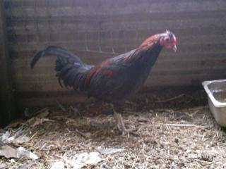 10175_2004-01-14_birds_and_pigs_098.jpg