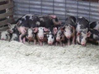 10175_2004-01-14_birds_and_pigs_121.jpg