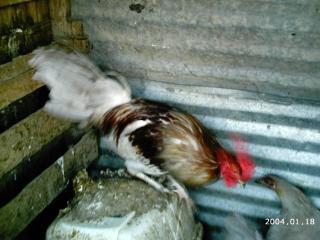 10175_2004-01-18_1132011_dottys_new_pigs_and_brat_lil_sis_011.jpg