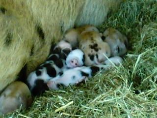 10175_2004-01-18_1132011_dottys_new_pigs_and_brat_lil_sis_014.jpg