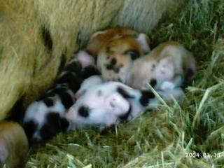 10175_2004-01-18_1132011_dottys_new_pigs_and_brat_lil_sis_016.jpg
