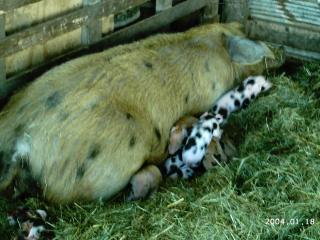 10175_2004-01-18_1132011_dottys_new_pigs_and_brat_lil_sis_018.jpg