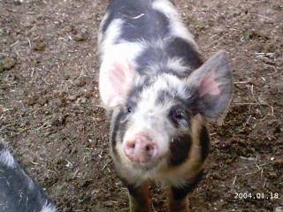 10175_2004-01-18_1132011_dottys_new_pigs_and_brat_lil_sis_028.jpg