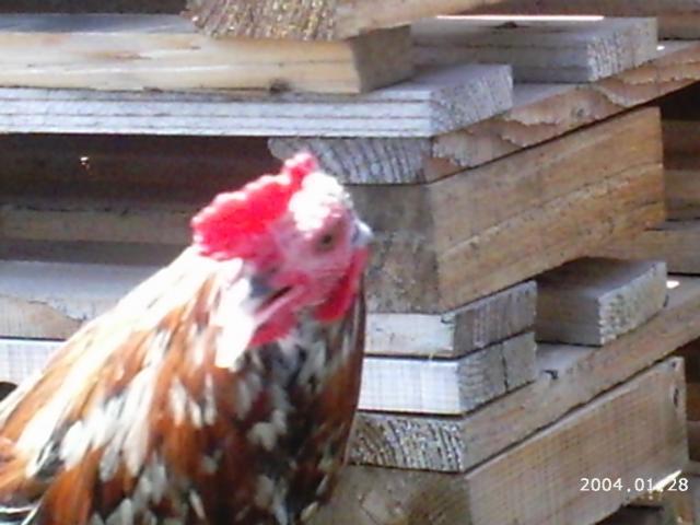 10175_2004-01-28_6-5-2010_game_chickens_006.jpg