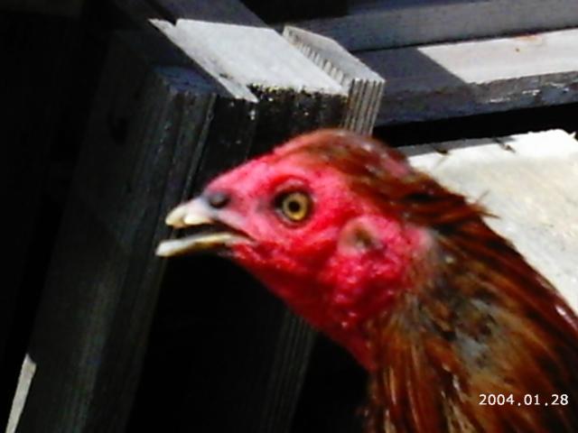10175_2004-01-28_6-5-2010_game_chickens_019.jpg