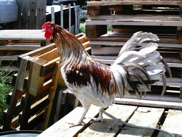 10175_2004-01-28_6-5-2010_game_chickens_039.jpg