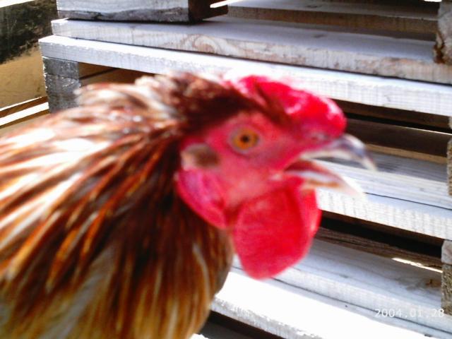 10175_2004-01-28_6-5-2010_game_chickens_050.jpg