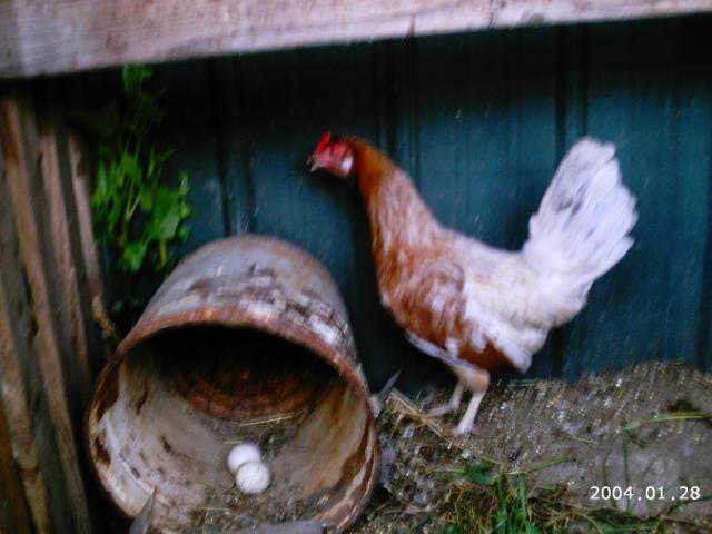 10175_2004-01-28_6-5-2010_game_chickens_064.jpg