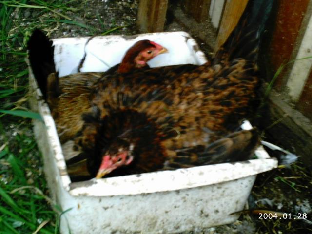 10175_2004-01-28_6-5-2010_game_chickens_078.jpg