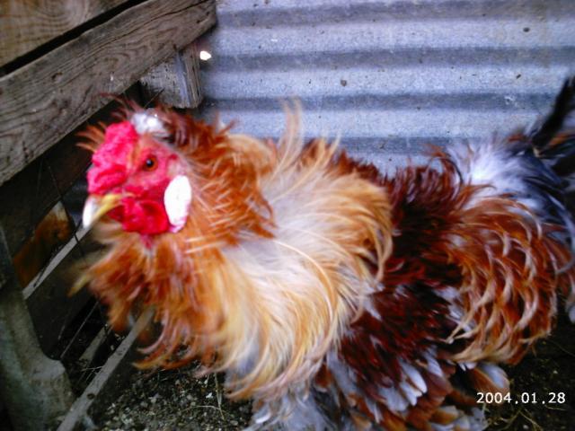 10175_2004-01-28_6-5-2010_game_chickens_092.jpg