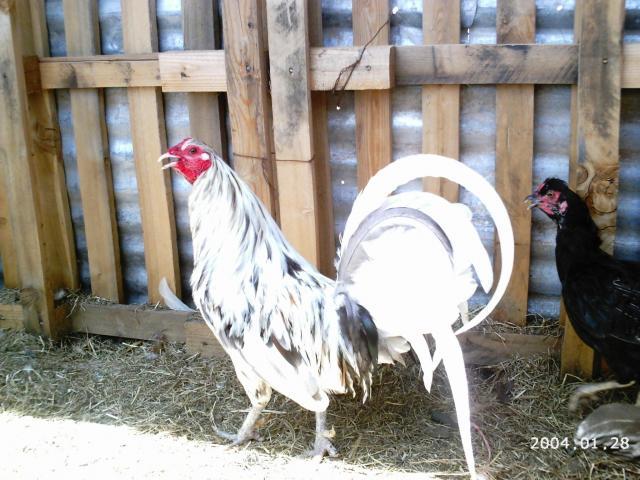 10175_2004-01-28_6-5-2010_game_chickens_098.jpg