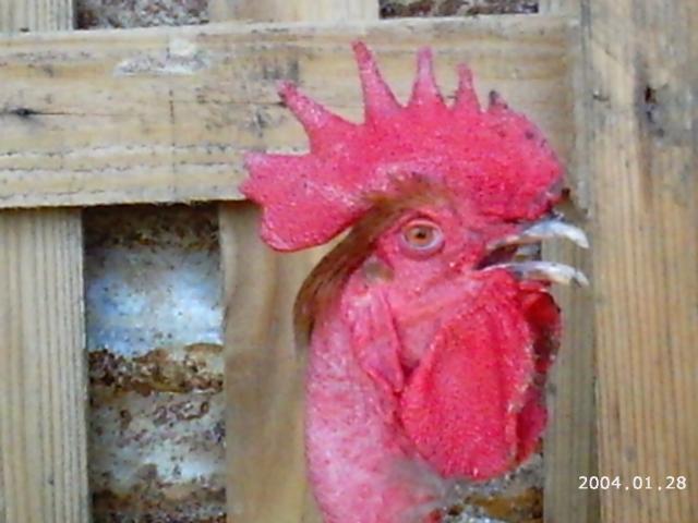 10175_2004-01-28_6-5-2010_game_chickens_106.jpg