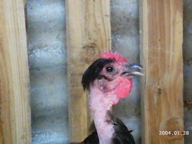 10175_2004-01-28_6-5-2010_game_chickens_107.jpg