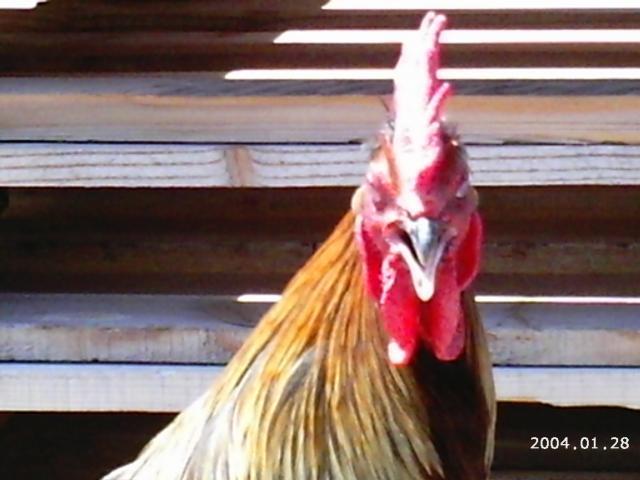 10175_2004-01-28_6-5-2010_game_chickens_132.jpg