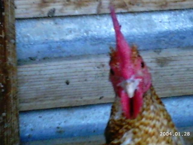 10175_2004-01-28_6-5-2010_game_chickens_150.jpg