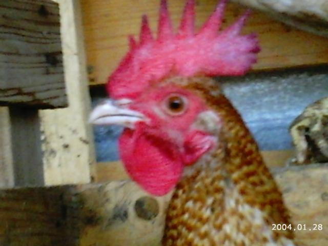 10175_2004-01-28_6-5-2010_game_chickens_153.jpg
