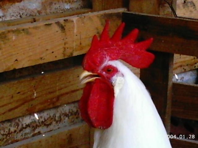 10175_2004-01-28_6-5-2010_game_chickens_172.jpg