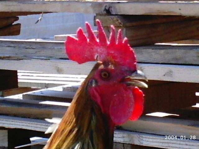 10175_2004-01-28_6-5-2010_game_chickens_184.jpg