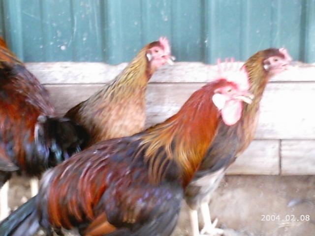 10175_2004-02-08_mustang_monster_egg_005.jpg