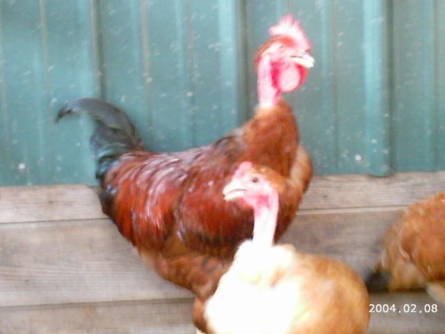 10175_2004-02-08_mustang_monster_egg_006.jpg