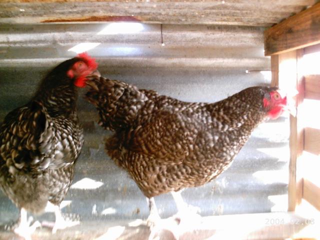 10175_2004-02-08_mustang_monster_egg_009.jpg