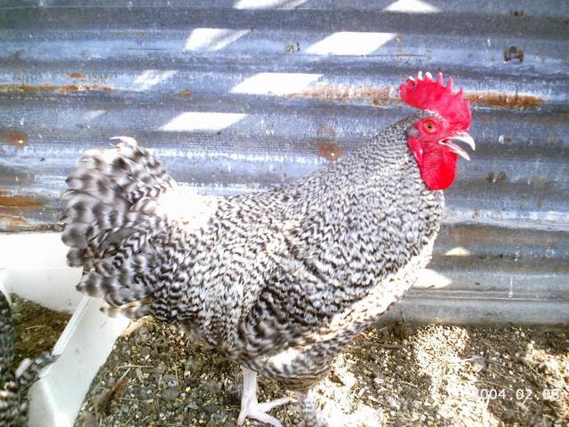 10175_2004-02-08_mustang_monster_egg_013.jpg
