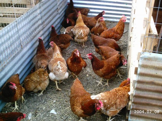 10175_2004-02-08_mustang_monster_egg_018.jpg