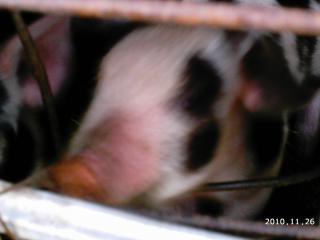 10175_2010-11-26_sow_2_big_litter_13_heather_christmas_2010_058.jpg
